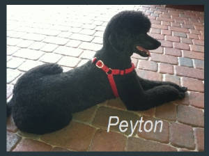 peyton.jpg